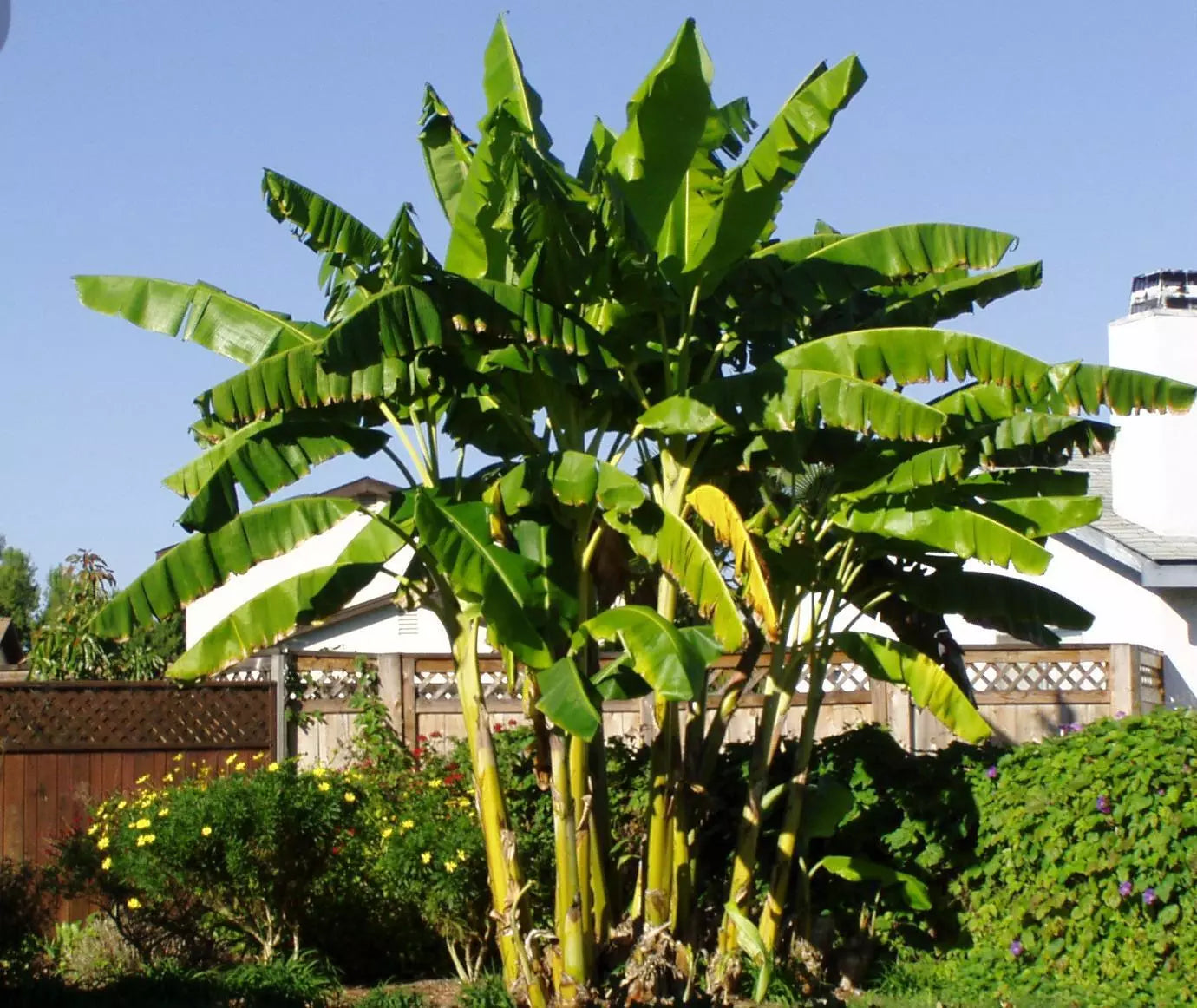 Cold Hardy Banana Tree Starter Plant – Musa basjoo, Live Rooted Plant for Garden or Indoor Use