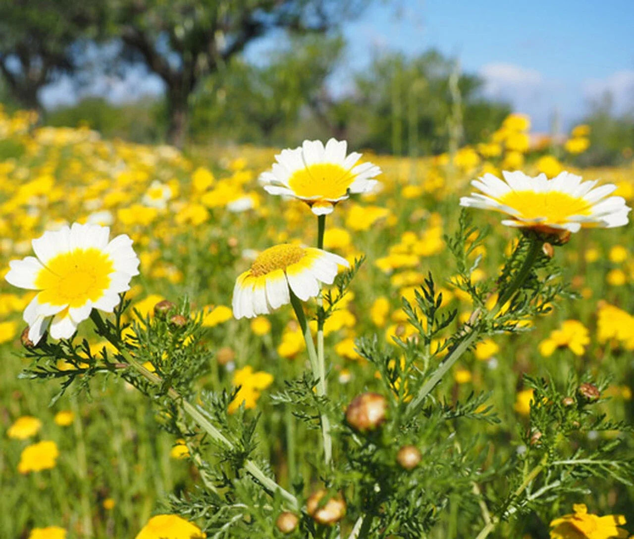 Garland Daisy Mix Seeds - Chrysanthemum & Crown Daisy Flower Seeds, Easy to Grow, Pollinator-Friendly, Full Sun, Well-Drained Soil