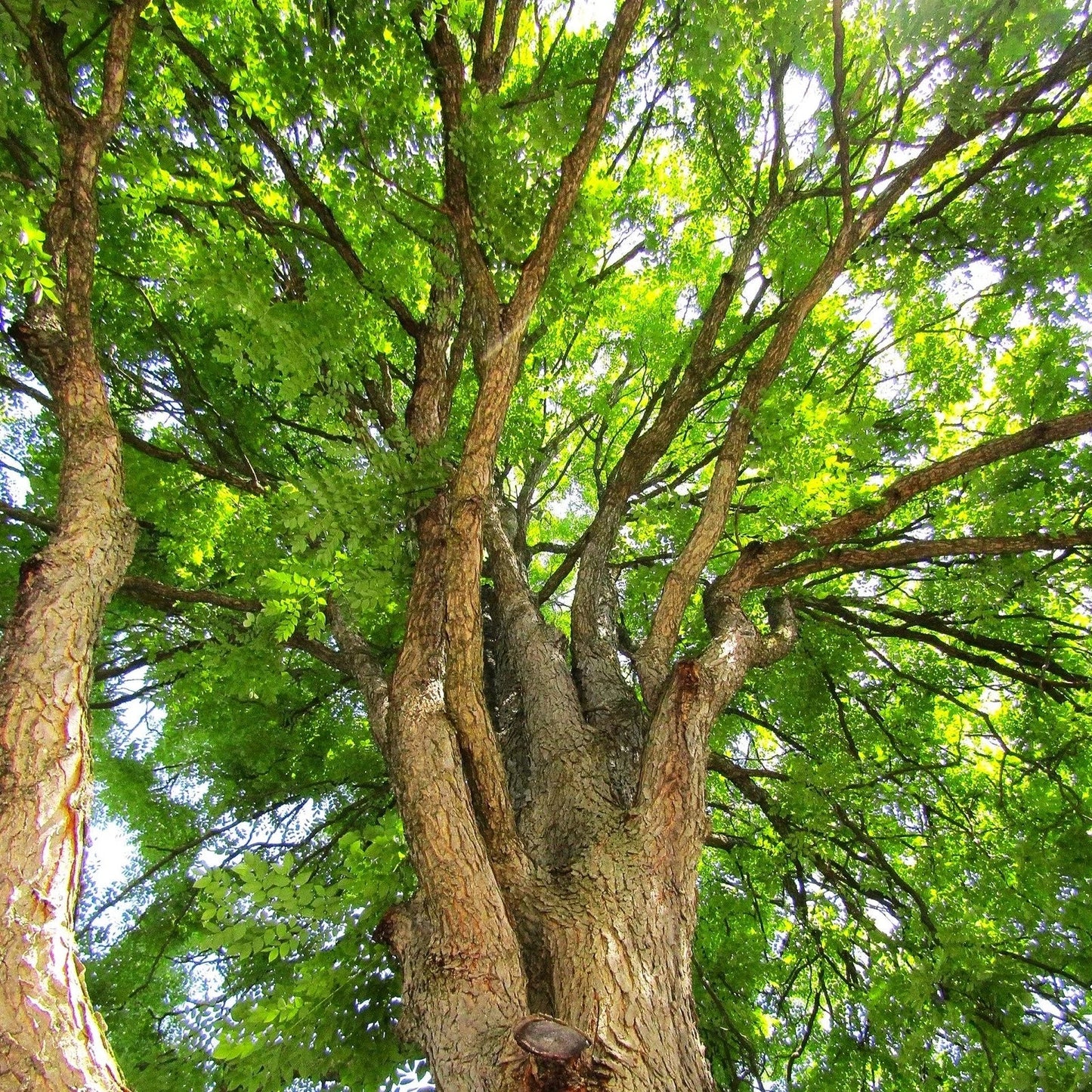 Kentucky Coffee Tree Seeds - Gymnocladus dioicus - Native Landscaping Seeds for Garden and Tree Planting
