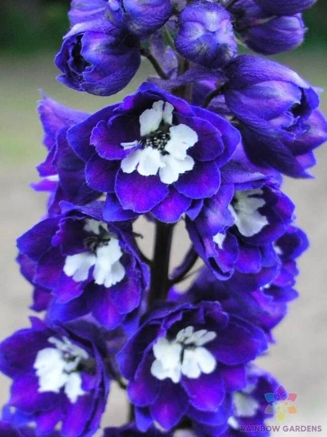 Delphinium Seeds - 200+ Dark Blue & White Bee-Friendly Flower Seeds for Garden, Borders, and Cut Flowers (Delphinium spp.)