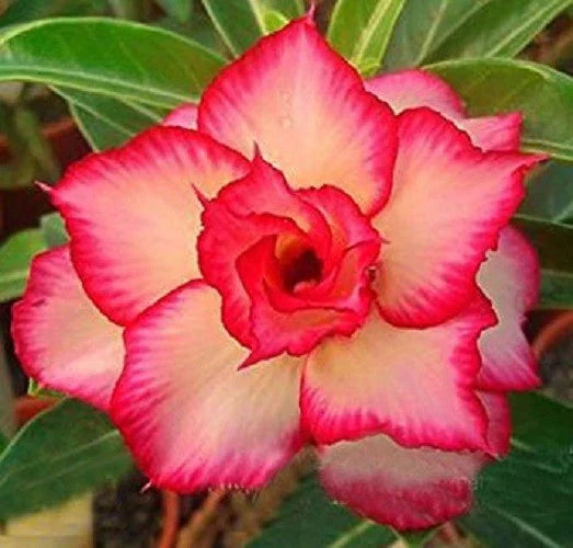 Desert Rose Seeds - 4 Yellow Red Adenium Obesum Perennial Flower Seeds