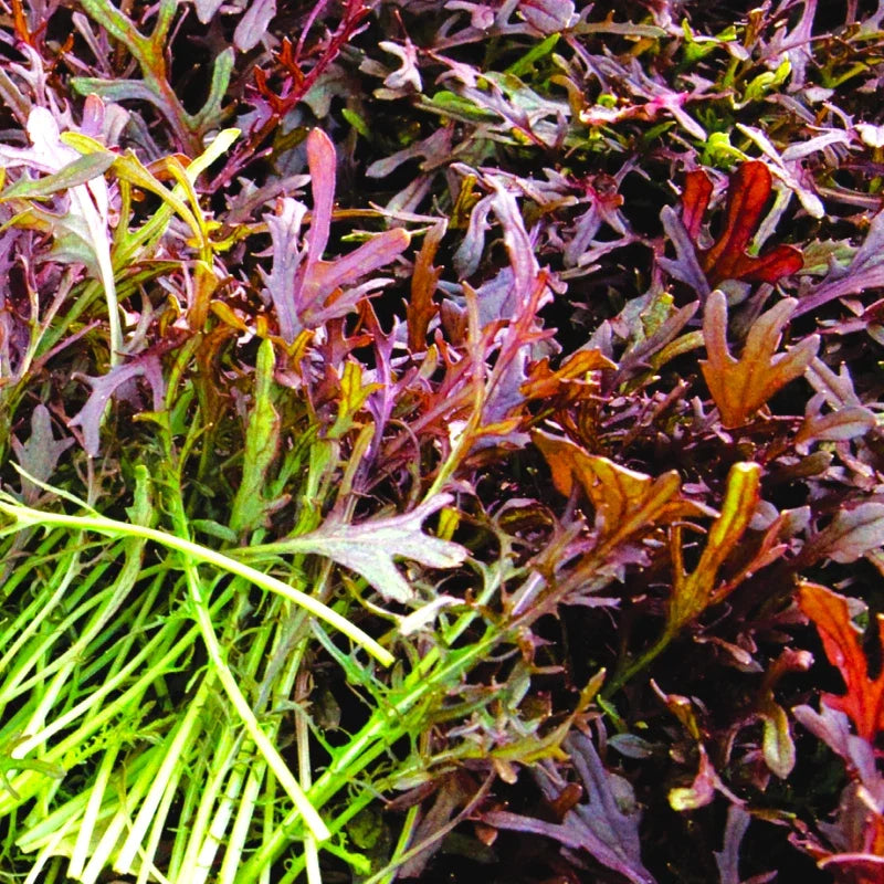 Red Mizuna Mustard Greens Seeds – Heirloom Brassica rapa var. nipposinica for Salad & Cooking, 2025 Planting