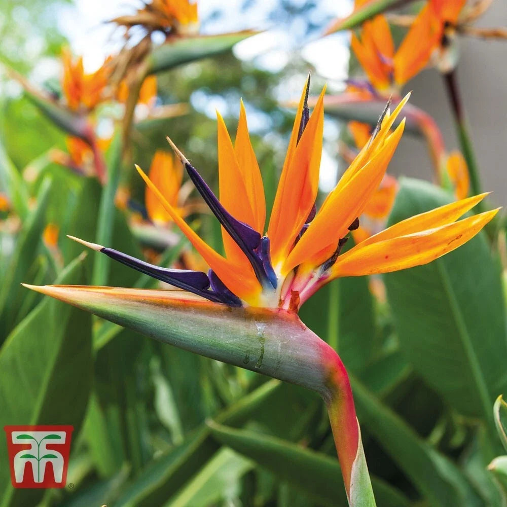 Orange Bird of Paradise Plant - Rooted 6-10 Inches - Strelitzia Reginae - Tropical Indoor & Outdoor Garden Decor
