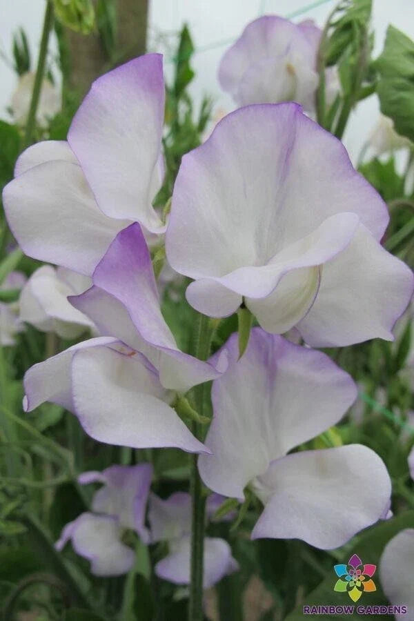 Albutt Blue Sweet Pea Seeds – 50+ Pack, Climbing Annual Flower, Fragrant Lathyrus odoratus, Garden Planting, USA Grown
