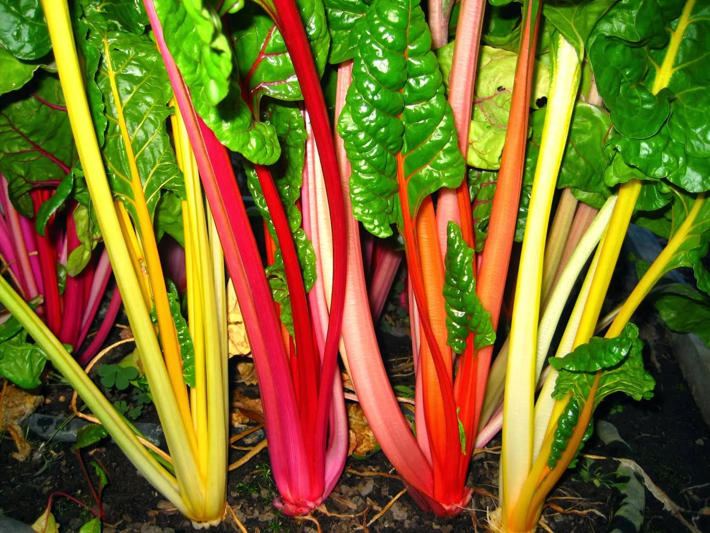 Rainbow Swiss Chard Seeds Bright Lights Variety NON-GMO Multiple Sizes