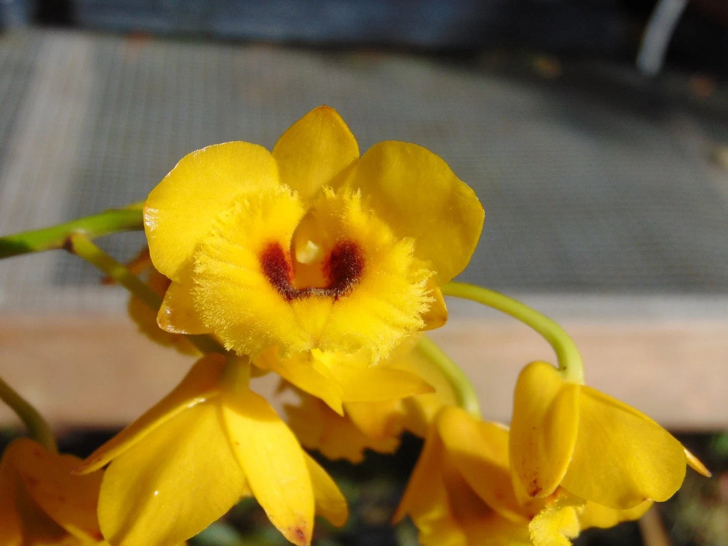 Dendrobium chrysotoxum v. suavissimum Bare Root Orchid Plant with Large Blooms, Fragrant, Epiphytic, Indoor/Outdoor