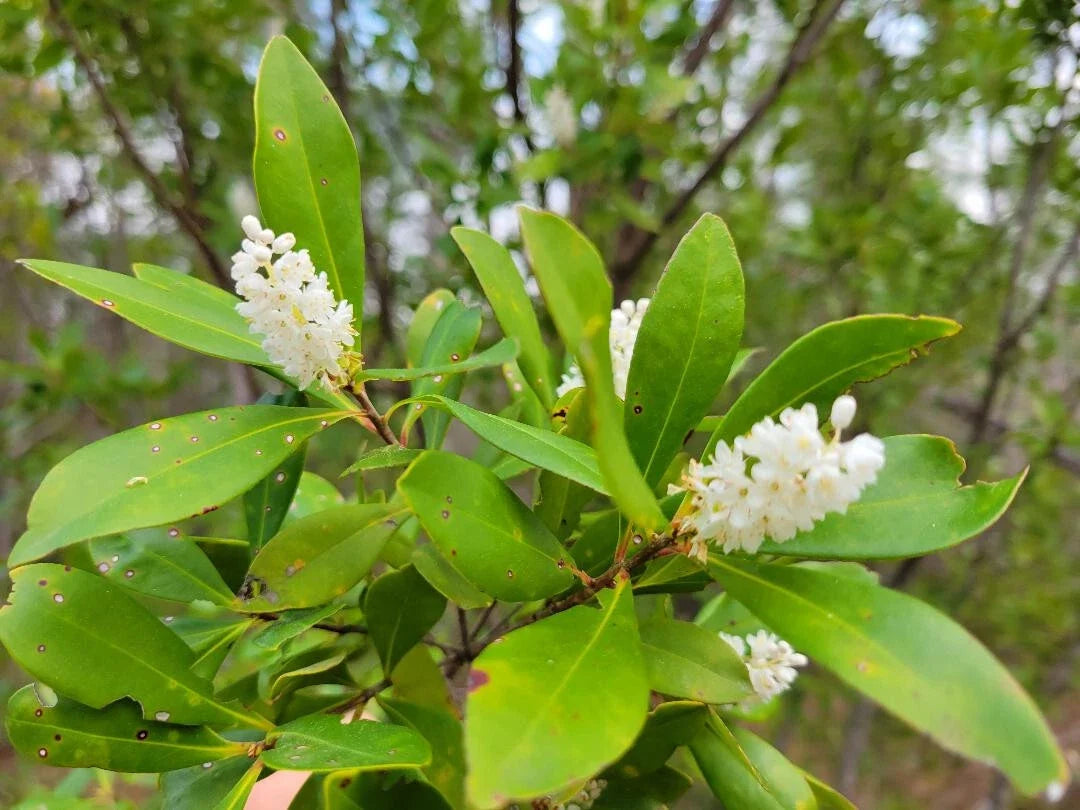 Buckwheat Titi Seeds - 25 Pack, Native Florida Tree, Cliftonia Monophylla, Fragrant White Flowers, Ecological Landscaping