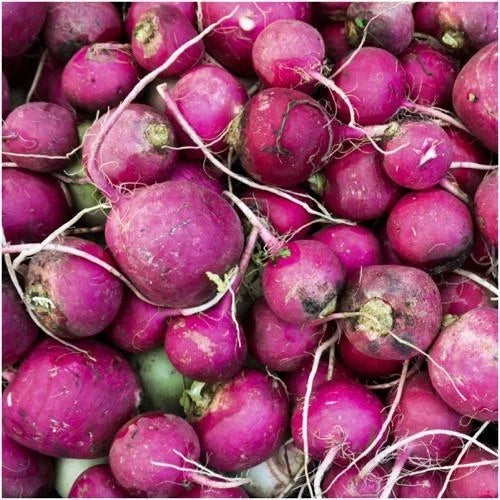 Purple Plum Radish Seeds 200 Ct - Heirloom Non-GMO Vegetable Garden Seeds Raphanus sativus