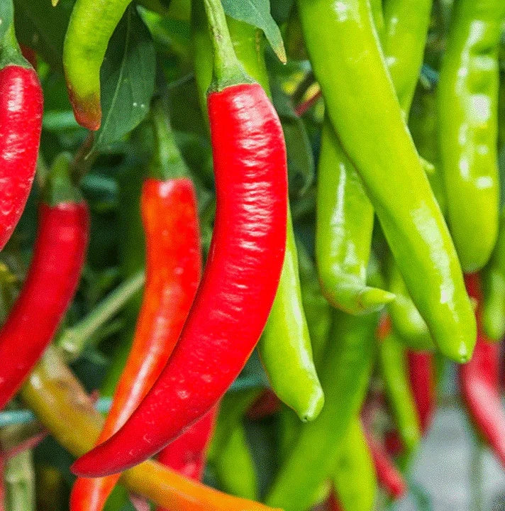 Large Red Thick Cayenne Pepper Seeds – Spicy Capsicum annuum for Home Garden, 5,000 Scoville Units, Full Sun, Non-GMO Seed Packet
