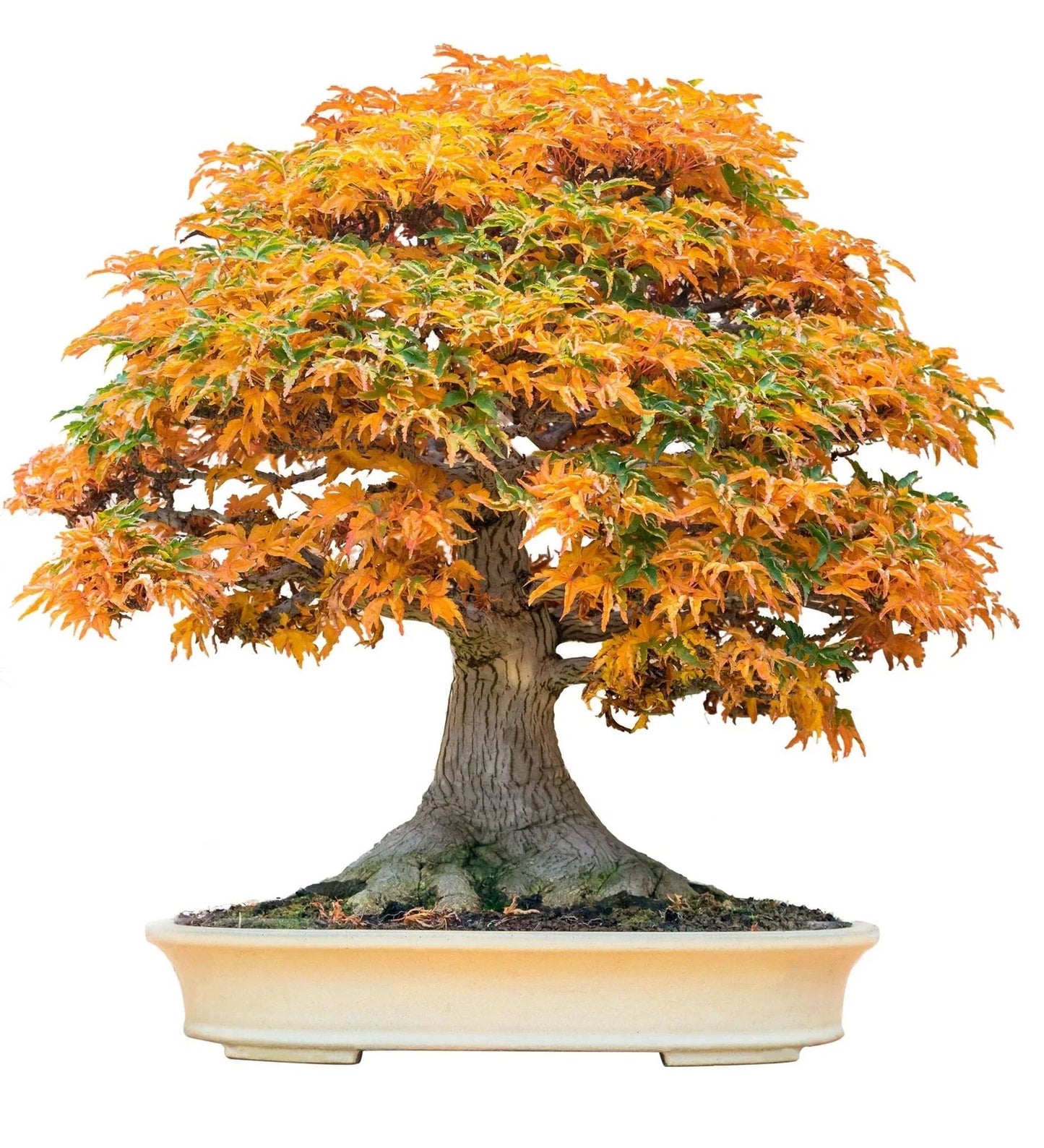 Bonsai Tree Seeds - Trident Maple Acer buergerianum - 20+ Seeds for Bonsai Cultivation