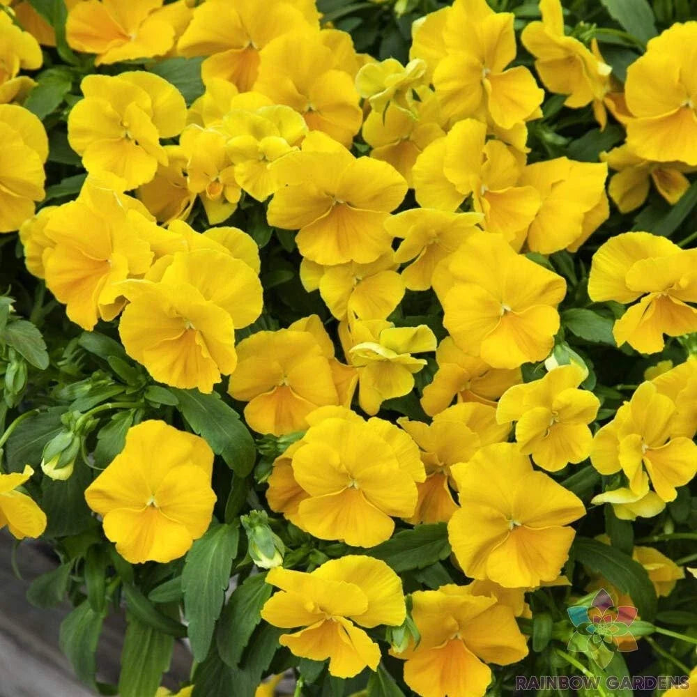 Golden Yellow Pansy Seeds - Viola tricolor var. hortensis - 200+ Seeds for Garden, Borders & Containers, Easy to Grow