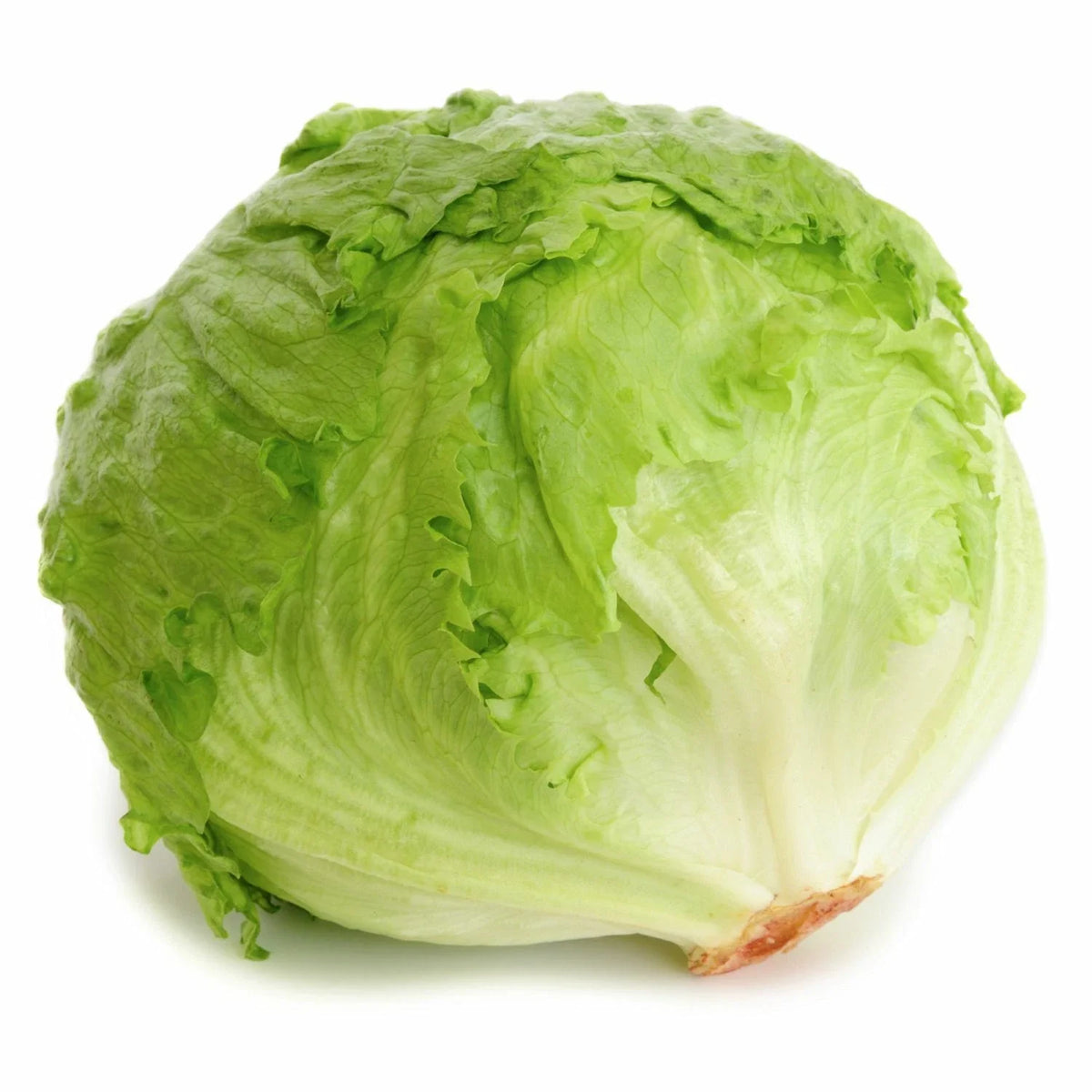 Iceberg Lettuce Seeds, Heirloom Non-GMO Organic Vegetable Seeds, Lactuca sativa, Compact, Upright Heads, Seed Pack