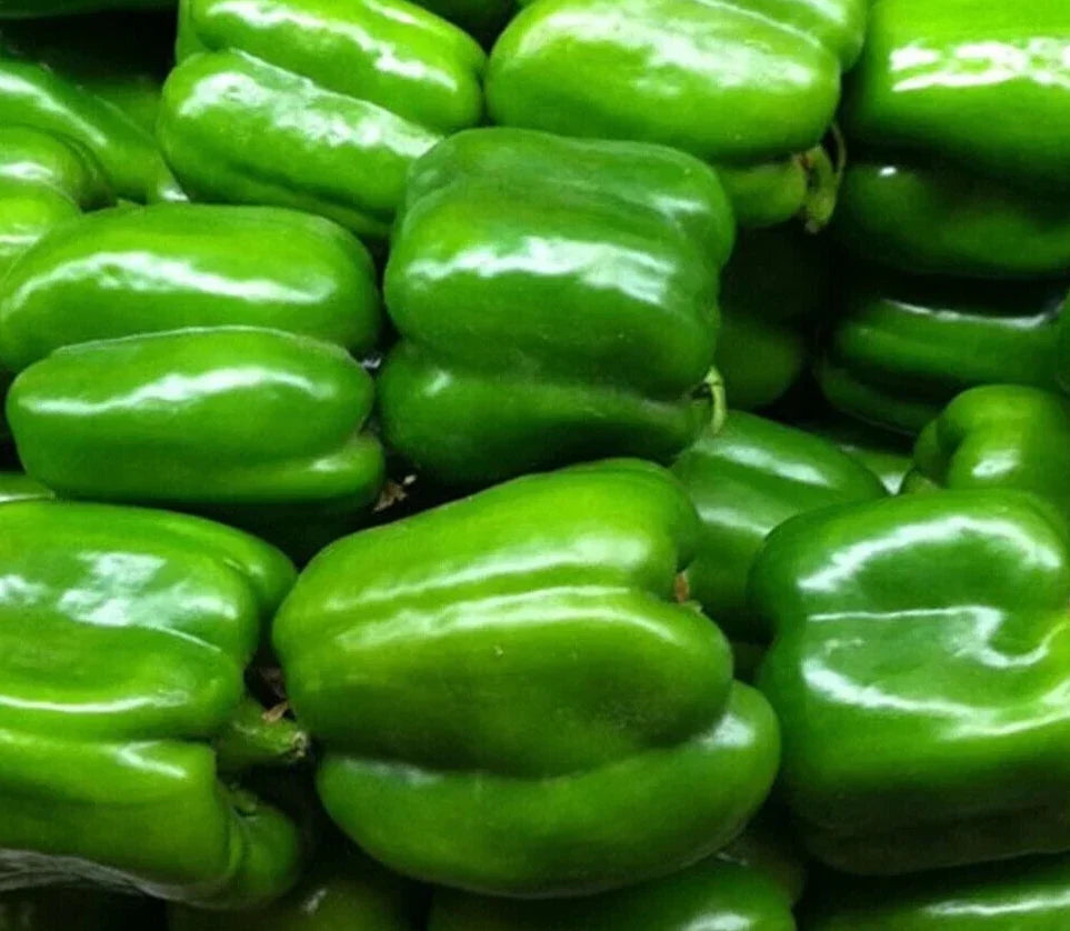 Green Bell Pepper Seeds - Keystone Resistant Giant, Non-GMO, Heirloom, Capsicum annuum, Sweet, Crisp, Garden & Container