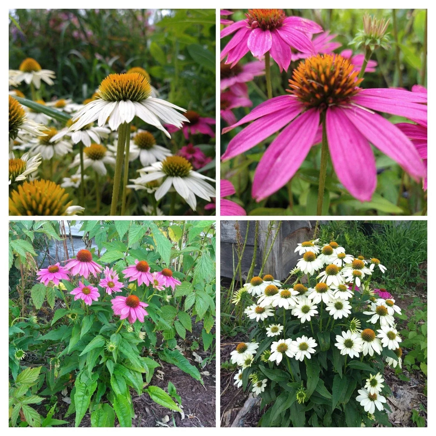 Echinacea Pow Wow Duo Live Plants 4 Plugs - Deep Rose & White Perennial Coneflowers