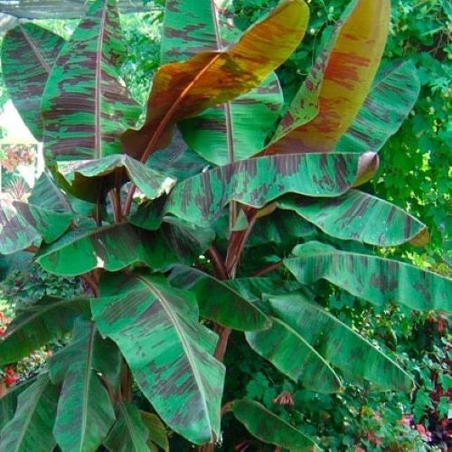 Variegated Blood Banana Plant Starter - Musa acuminata 'Sumatrana Rojo' - Tropical Indoor/Outdoor Houseplant
