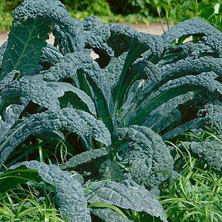 Lacinato Kale Seeds - 1,000 Non-GMO Heirloom Italian Kale Seeds