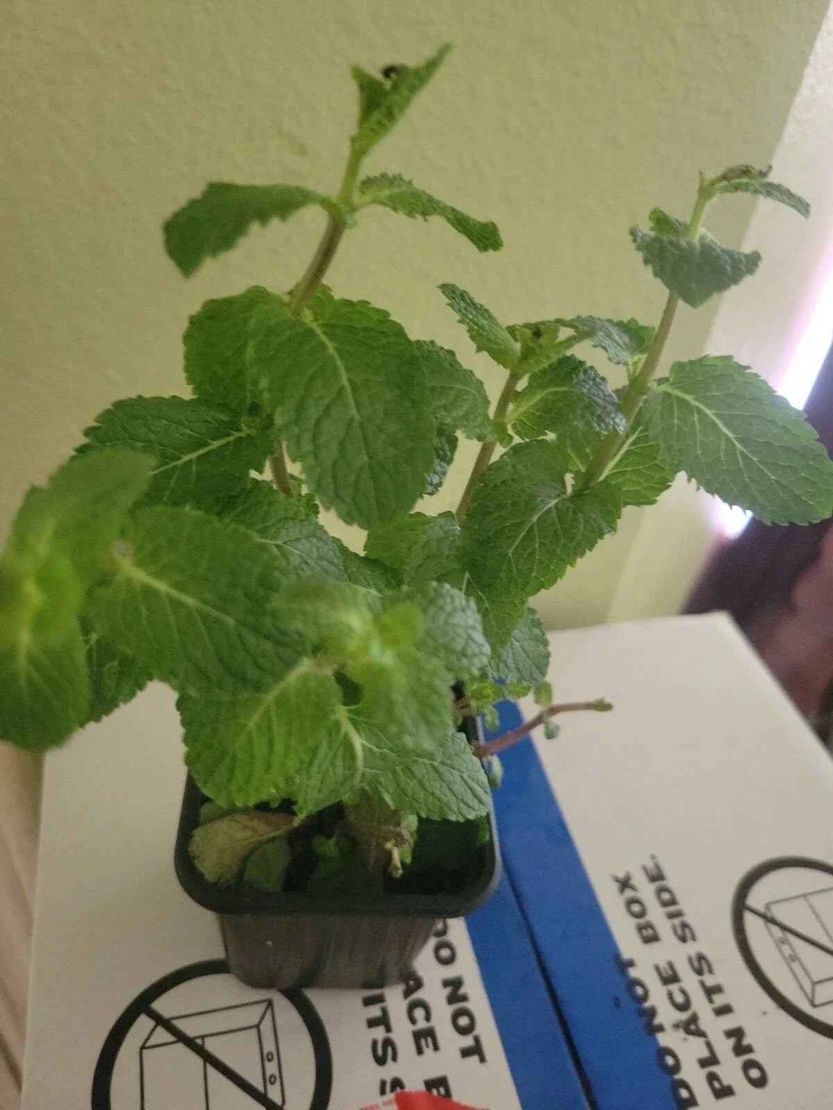 Organic Live Mint Plant - Spreading Perennial, Mentha spicata, Frost Tolerant Evergreen Herb