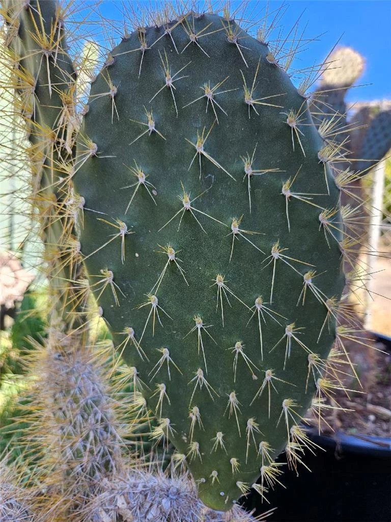 Opuntia Megasperma Var. Mesophytica Pad Cutting – Galapagos Prickly Pear Cactus for Propagation and Gardening