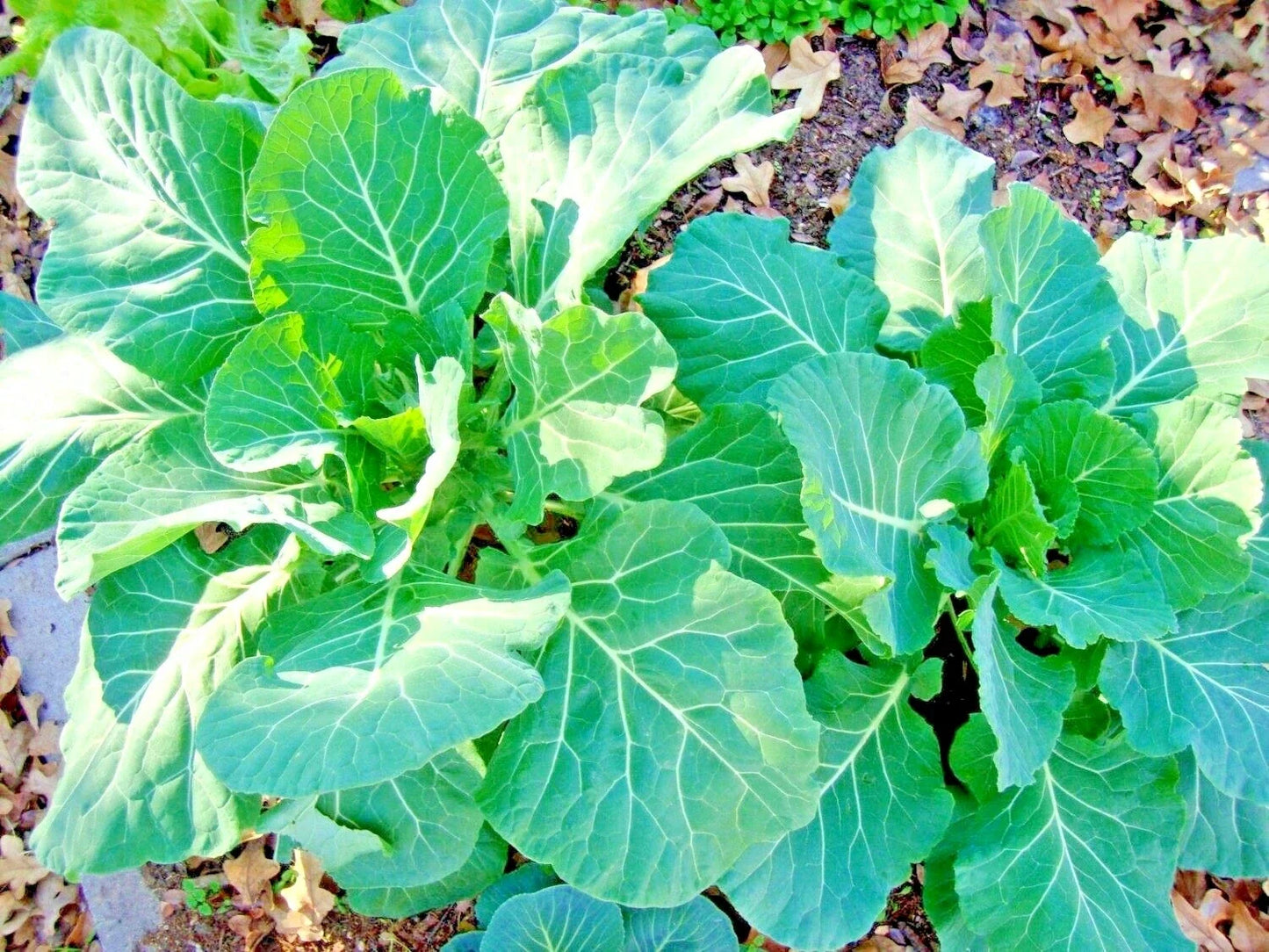 Collard Greens Seeds - 601+ Vates Variety, Heat & Frost Tolerant, Slow Bolt, Container Gardening, Brassica oleracea