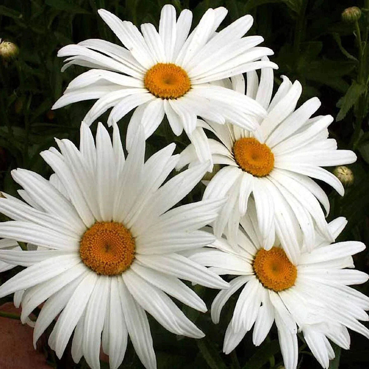 Alaska Shasta Daisy Wildflower Seeds 1/4 Lb - Leucanthemum × superbum - Perennial Garden Flowers
