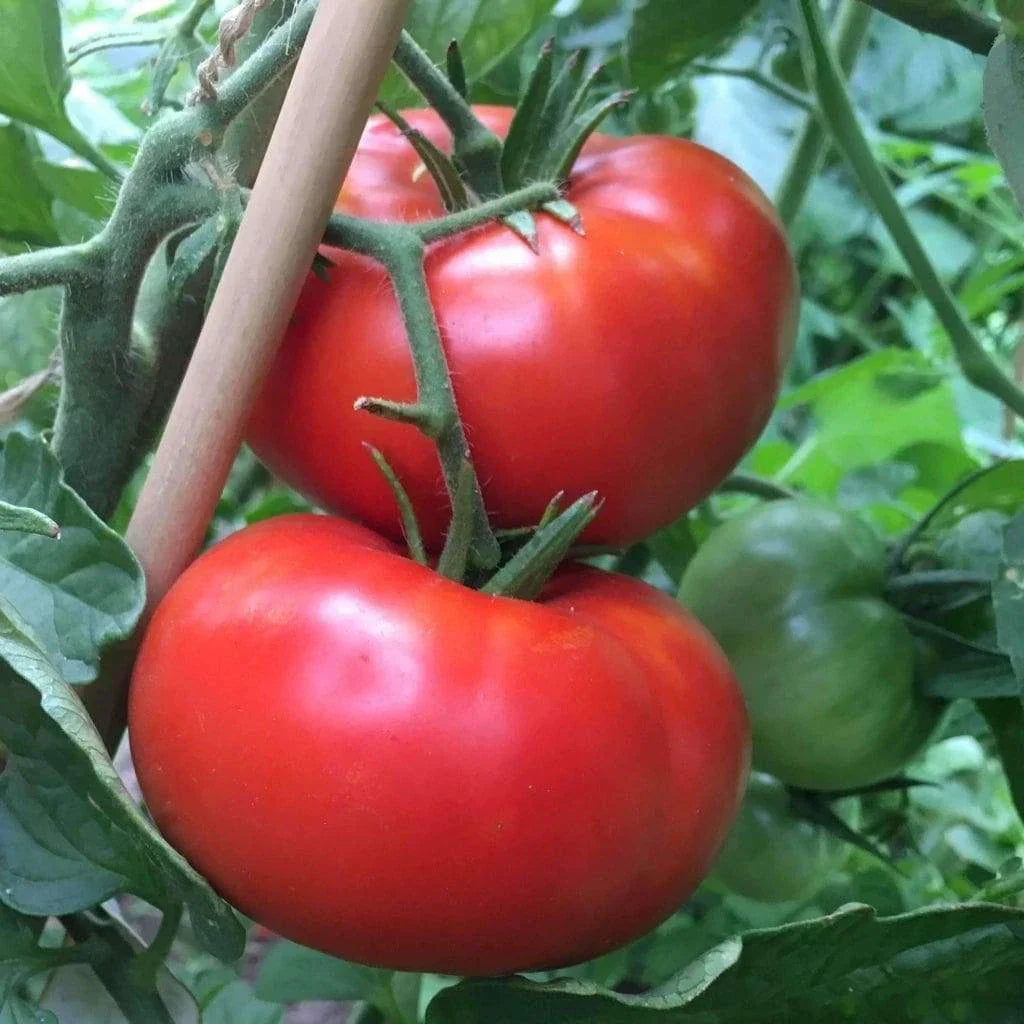 Delicious Tomato Seeds 100 Ct - Non-GMO, World Record Variety for Home Gardens