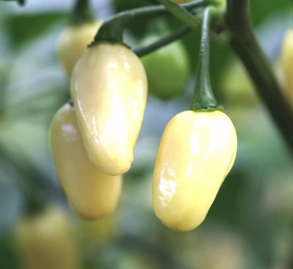 Mini White Habanero Pepper Seeds NON-GMO Peruvian Capsicum chinense