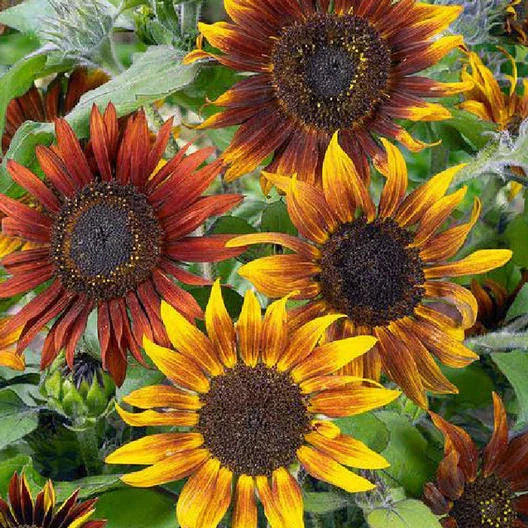 Sunflower Seeds 50 ct TALL MARDI GRAS New Orleans Mix Non-GMO Helianthus annuus