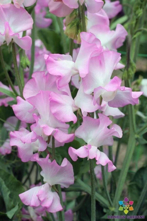 Gwendoline Sweet Pea Seeds – Climbing Flowering Vine for Garden, Patio, Fences – Lathyrus odoratus, Pink & Cream, 50 Seeds