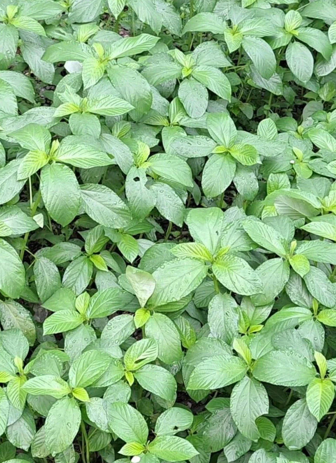 Egyptian Spinach Seeds - Corchorus olitorius, 200+ Heirloom Jute Molokhia Seeds for Home Gardening