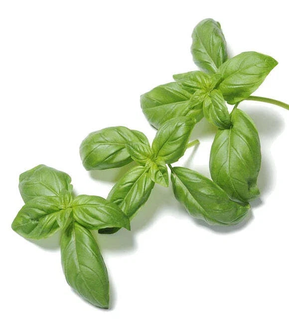 Organic Basil Seeds - Super Sweet Ashalim - 500 Non-GMO Herb Garden Planting Seeds - Ocimum basilicum