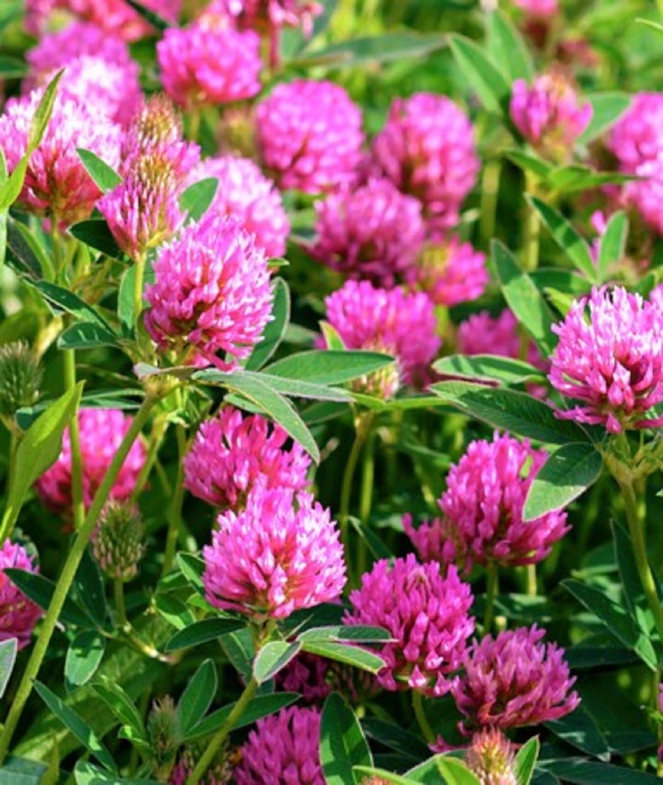 Medium Red Clover Seeds 300+ Trifolium pratense Perennial Legume for Forage & Ground Cover