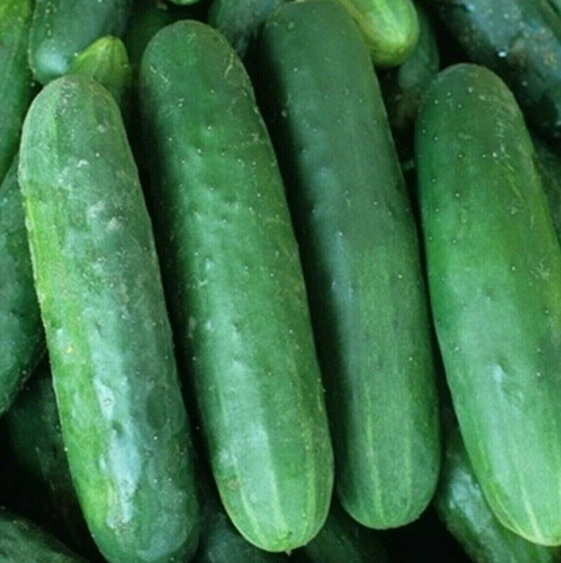 Poinsett 76 Cucumber Seeds - 50+ Pack for Pickling & Slicing Cucumis sativus Vegetable Garden