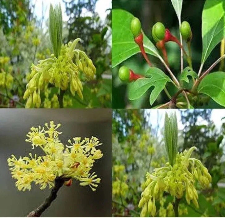 Sassafras Tree Sapling 3-4ft Tall Ready to Plant for Landscaping, Deciduous Shade Tree Sassafras albidum