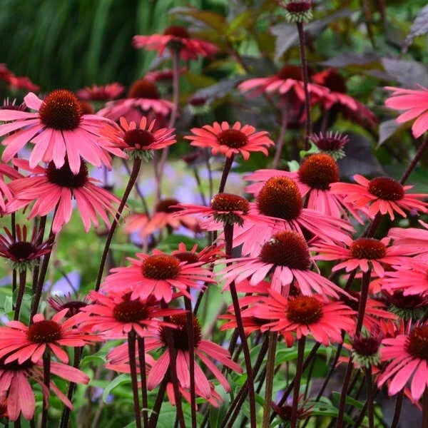 Solar Flare Coneflower Seeds - Perennial Echinacea Purpurea - 50 Pack - Vibrant Orange and Yellow Flowers