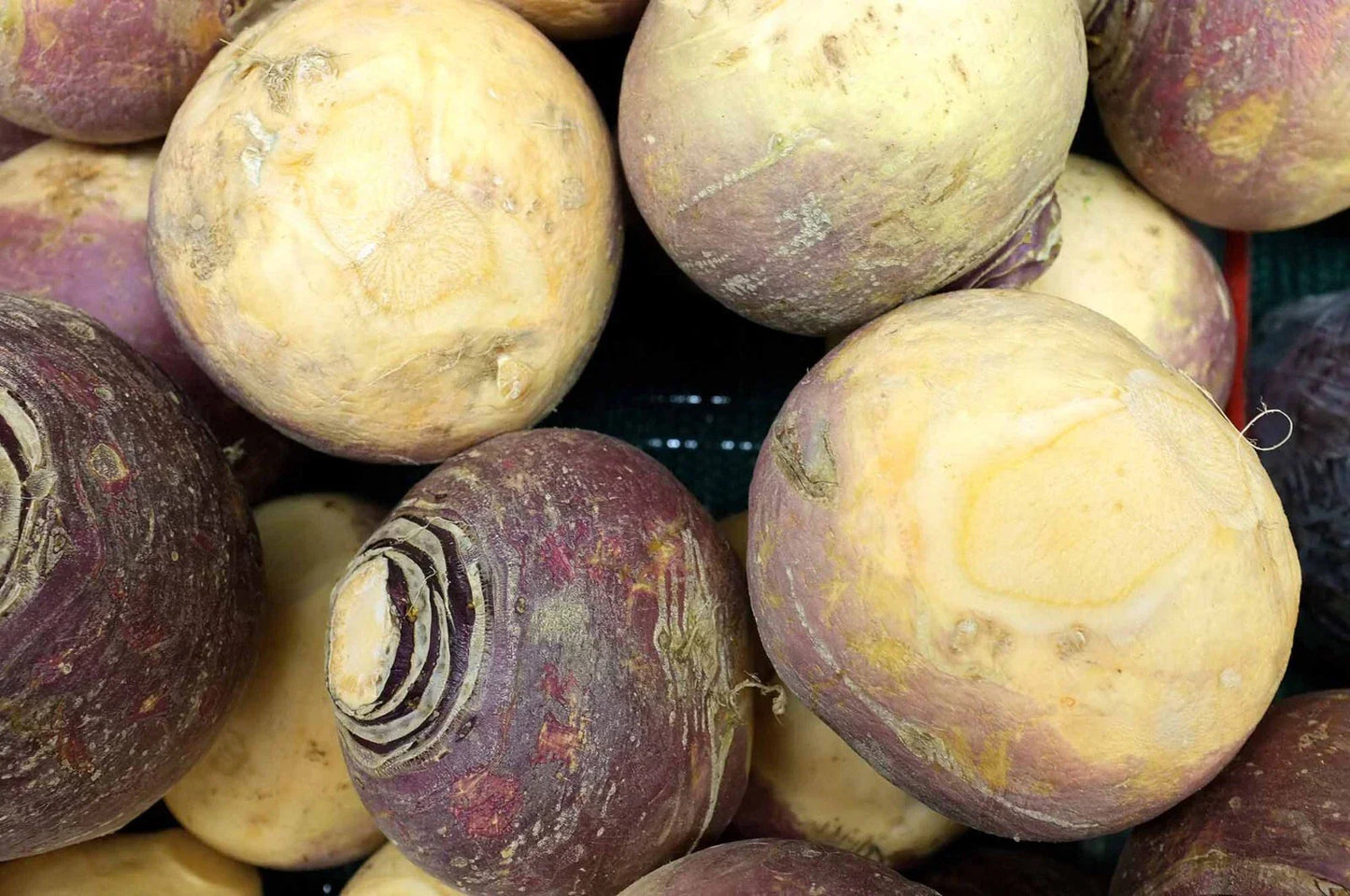 Laurentian Rutabaga Seeds NON-GMO | Canadian Turnips | Free Shipping