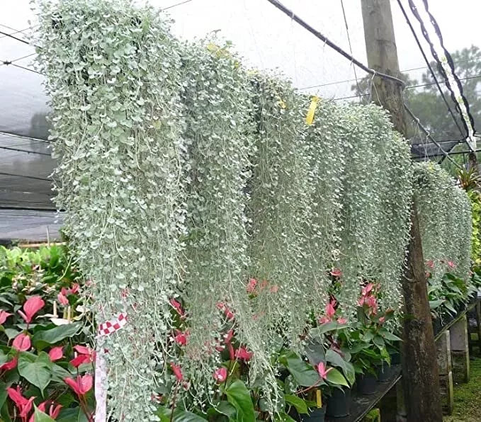 Silver Falls Dichondra Seeds - Trailing Plant, Dichondra argentea, Cascading Foliage, 10 Seeds