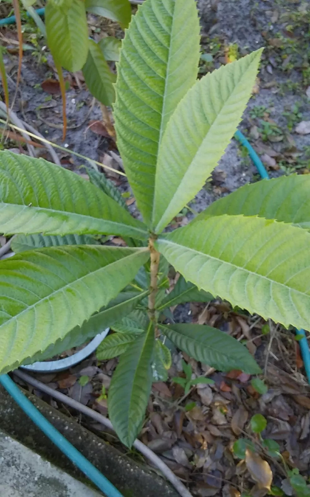 Loquat Tree 12-18" - Eriobotrya japonica Tropical Fruit Plant with Edible Leaves
