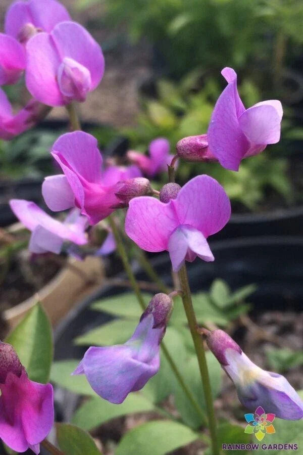 Lathyrus vernus 'Angustifolius' Sweet Pea Seeds – Perennial Climbing Flower Seeds for Garden Planting, Fragrant Purple Blooms