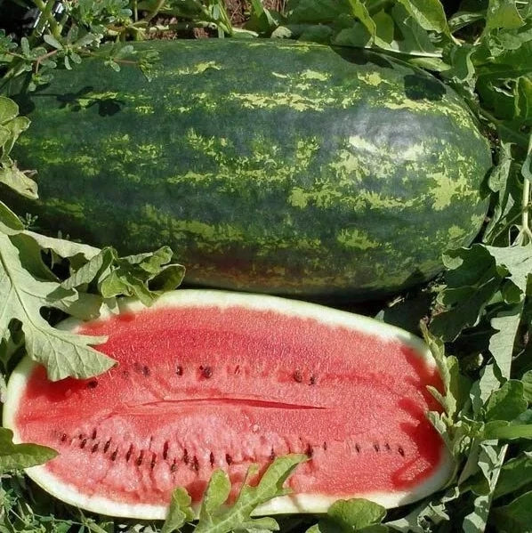 Kleckley's Sweet Watermelon Seeds - 10+ Heirloom, Large & Super Sweet