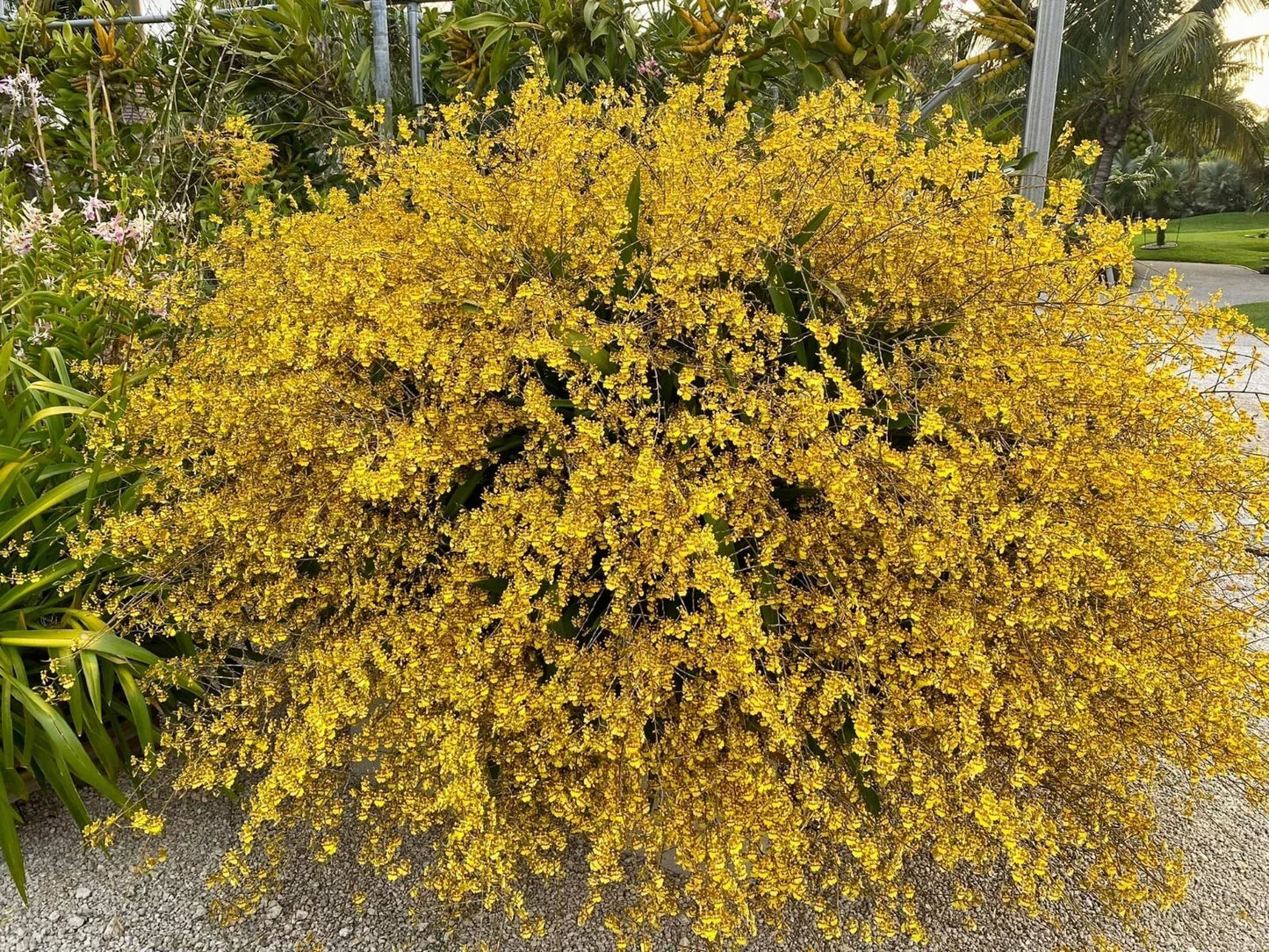 Oncidium sphacelatum Bare Root Division - Dancing Lady Yellow Orchid, Bright Yellow Blooms, Epiphytic, Easy Care