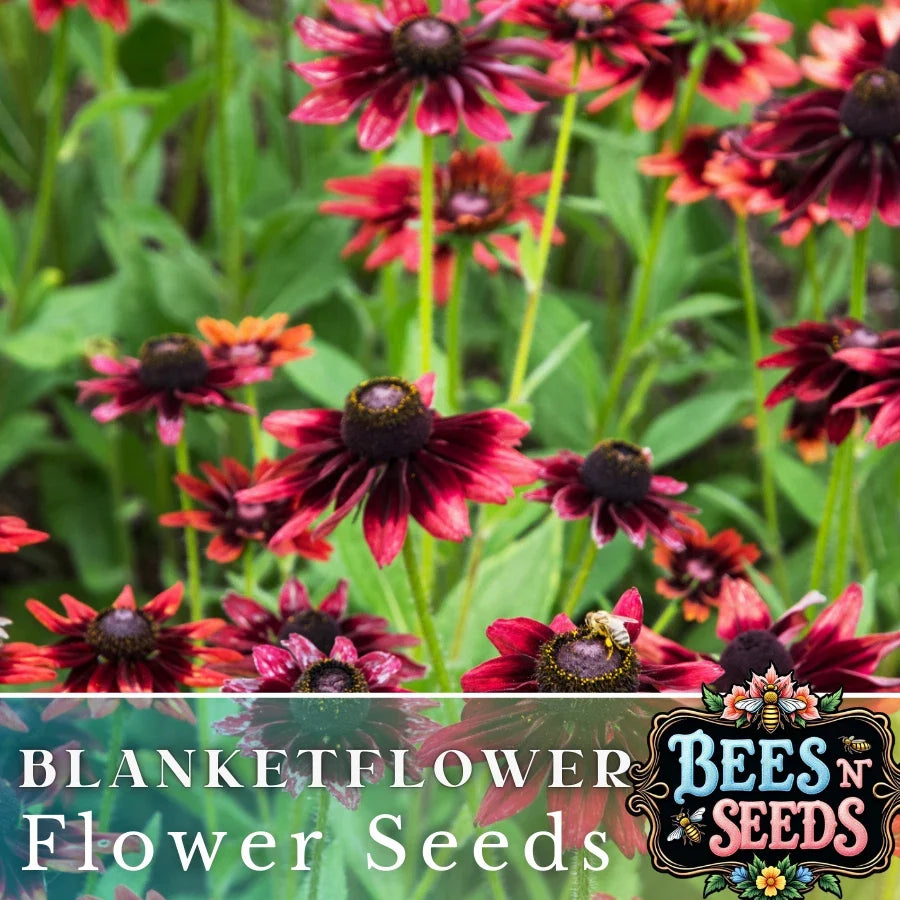 Rosso Raven Blanket Flower Seeds - 200 Non-GMO Gaillardia aristata Crimson-Red & Yellow Blooms Packet