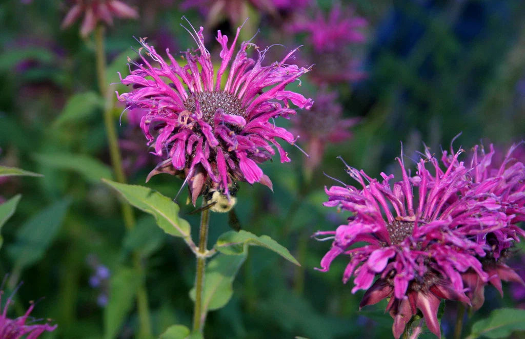 460 Seeds Purple Bee Balm Monarda didyma - Native Perennial Pollinator Flower Seeds