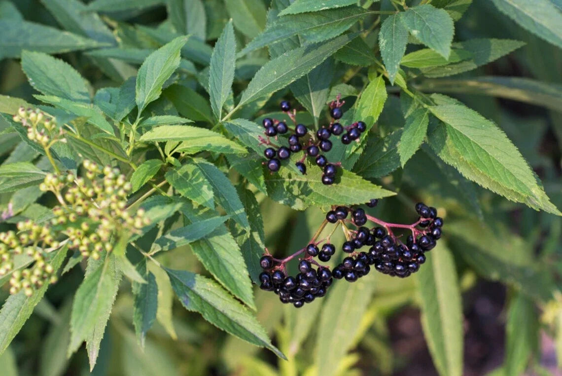 Elderberry Cuttings 6-Pack Native Sambucus canadensis Edible Wildflower for Garden, Pollinator Attractant