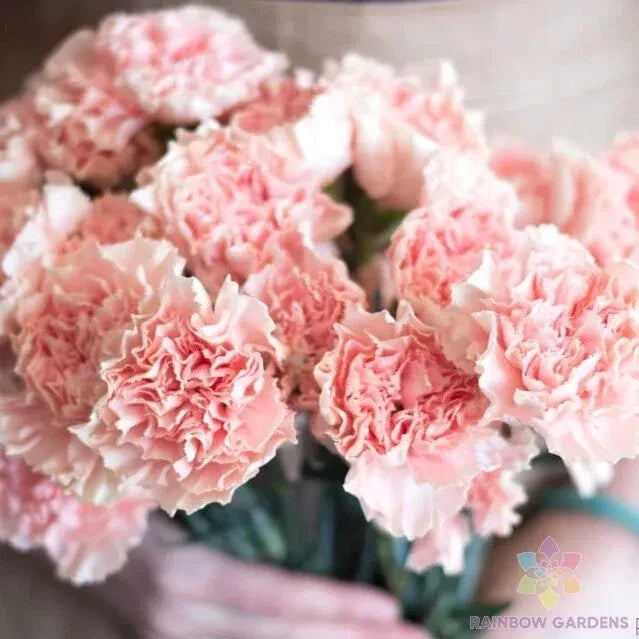 Squier Pink Carnation Seeds - 200+ Pack for Garden Planting - Dianthus caryophyllus - Pink Flowers, Perennial, Easy Grow