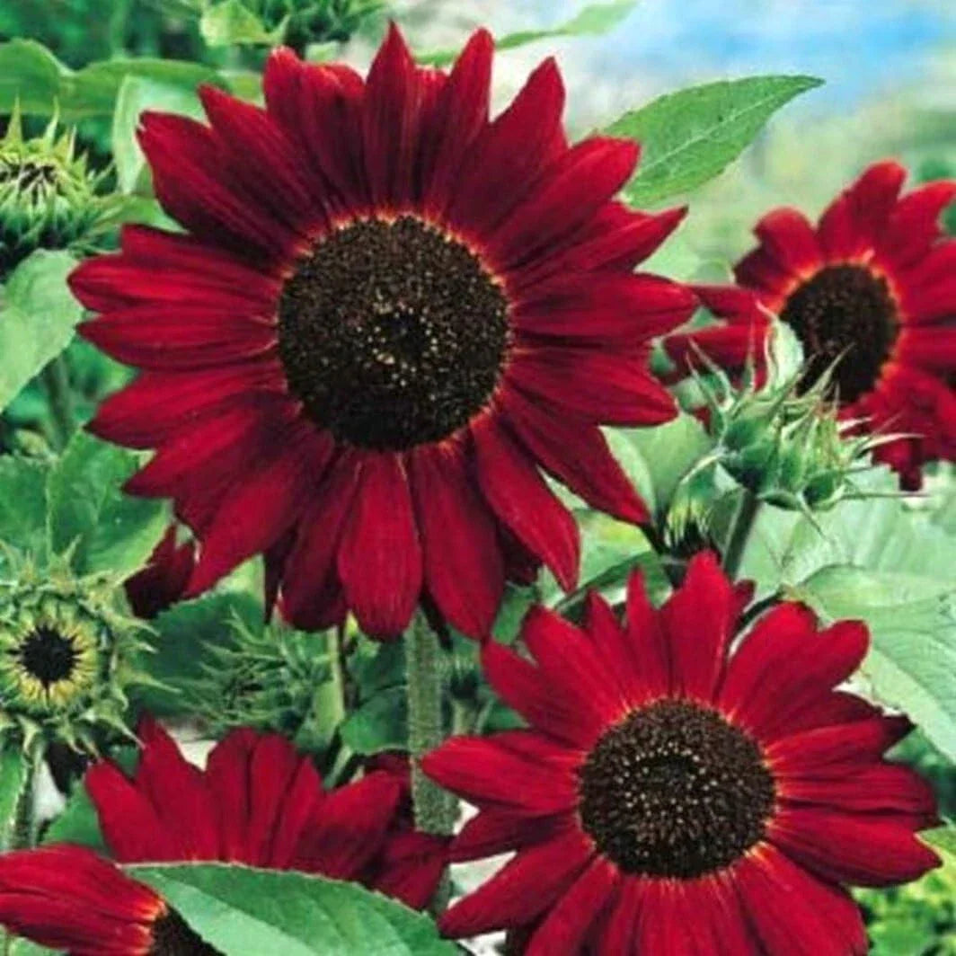 Red Sunflower Seeds - 50 Pack - Helianthus annuus - Vibrant Red Blooms for Garden