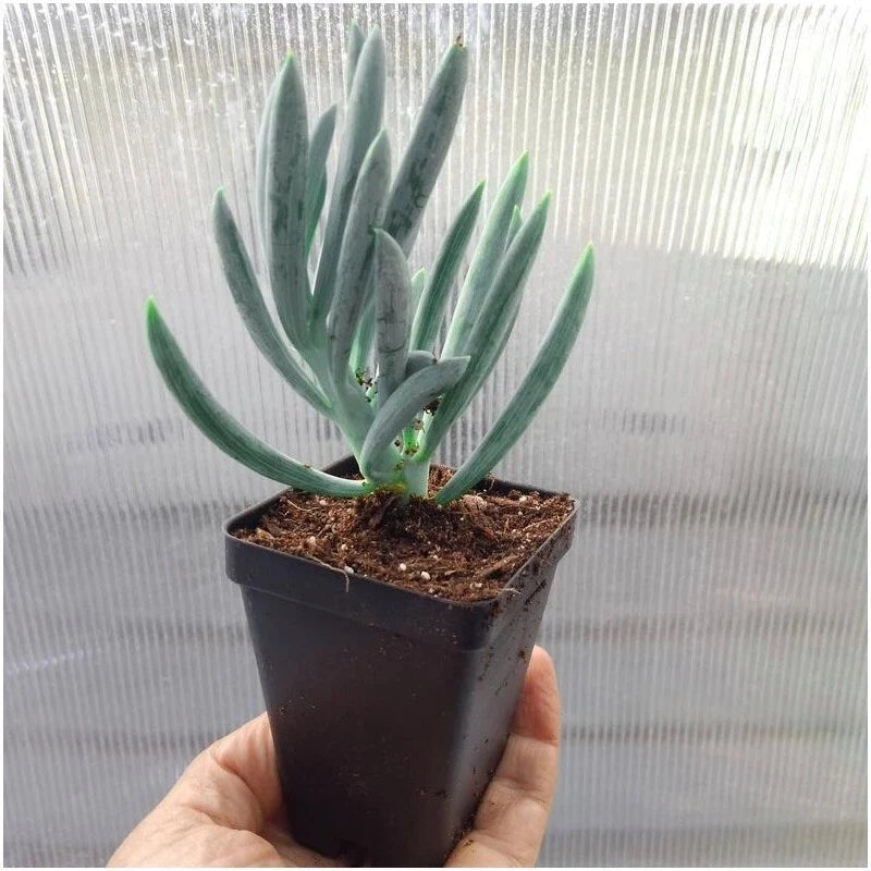 Blue Chalk Sticks Succulent Cuttings - Senecio Mandraliscae - 2 Plant Propagation Cuttings for Indoor Outdoor Garden
