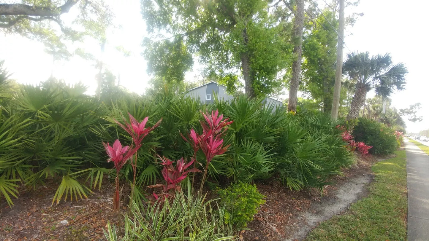 Florida Sabal Palmetto Palm Tree - Rooted 10-12 Inch 2 Year Old Garden Plant