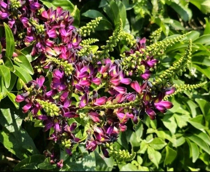 Evergreen Wisteria Purple Rooted Clipping 2-Gallon Wisteria sinensis Climbing Vine for Garden, Trellises, Fences