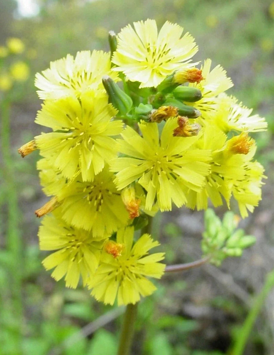 Organic Youngia Japonica Seeds - Asiatic Hawksbeard Medicinal Herb, Asteraceae, Easy to Grow, Non-GMO, USA Grown