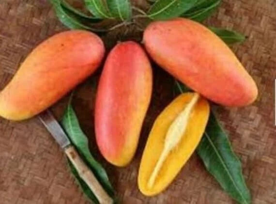 Grafted Mango Live Plant 3-Gallon Pot | Maha Chanook Mango | Tropical Fruit Tree | Mangifera indica